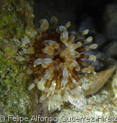 long arms anemonie by Felipe Alfonso Gutierrez Hirata 